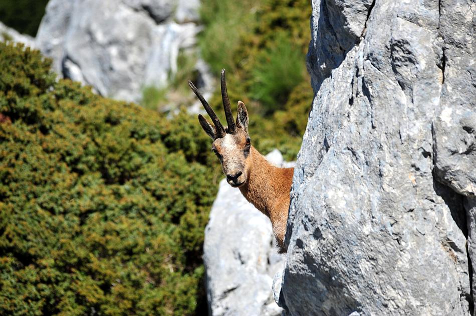 Camoscio d''Abruzzo Rupicapra pyrenaica ornata