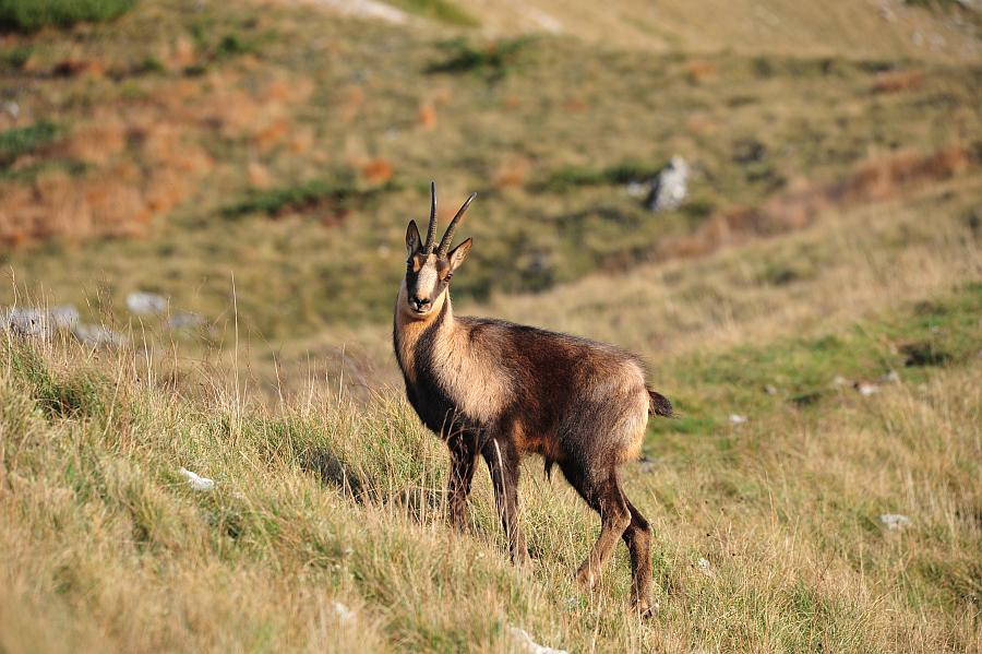 Camoscio d''Abruzzo Rupicapra pyrenaica ornata