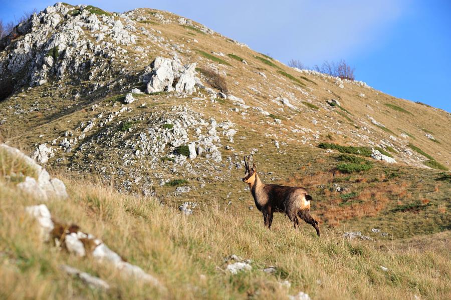 Camoscio d''Abruzzo Rupicapra pyrenaica ornata