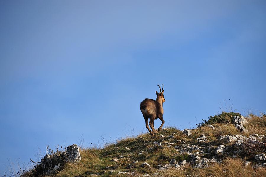 Camoscio d''Abruzzo Rupicapra pyrenaica ornata