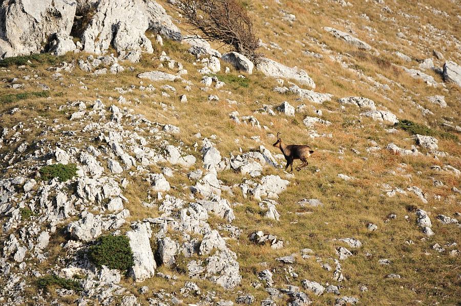 Camoscio d''Abruzzo Rupicapra pyrenaica ornata