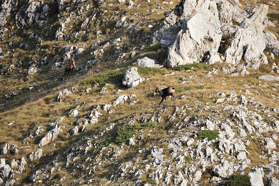 Camoscio d''Abruzzo Rupicapra pyrenaica ornata