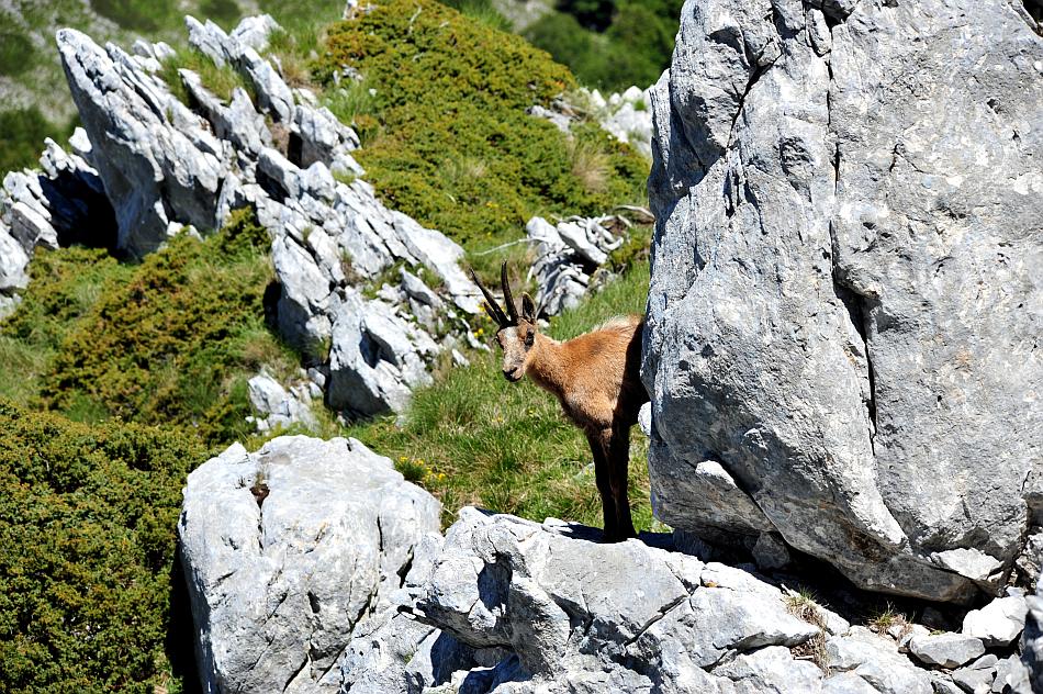 Camoscio d''Abruzzo Rupicapra pyrenaica ornata