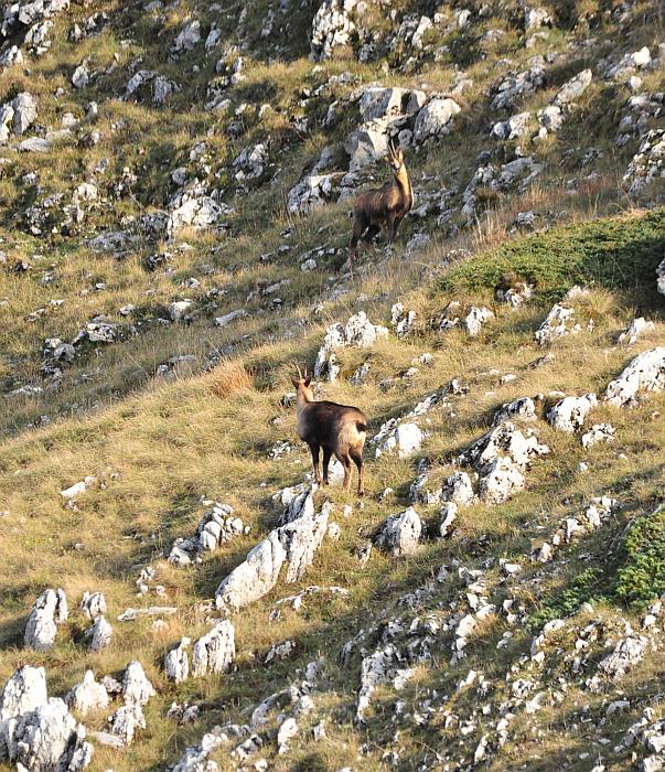 Camoscio d''Abruzzo Rupicapra pyrenaica ornata