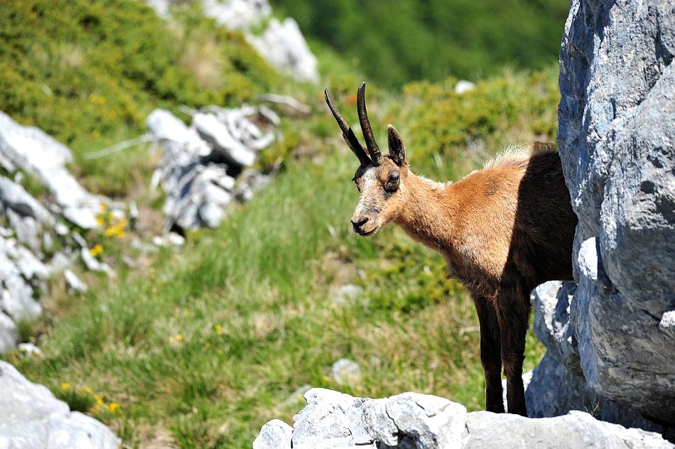 Camoscio d''Abruzzo Rupicapra pyrenaica ornata