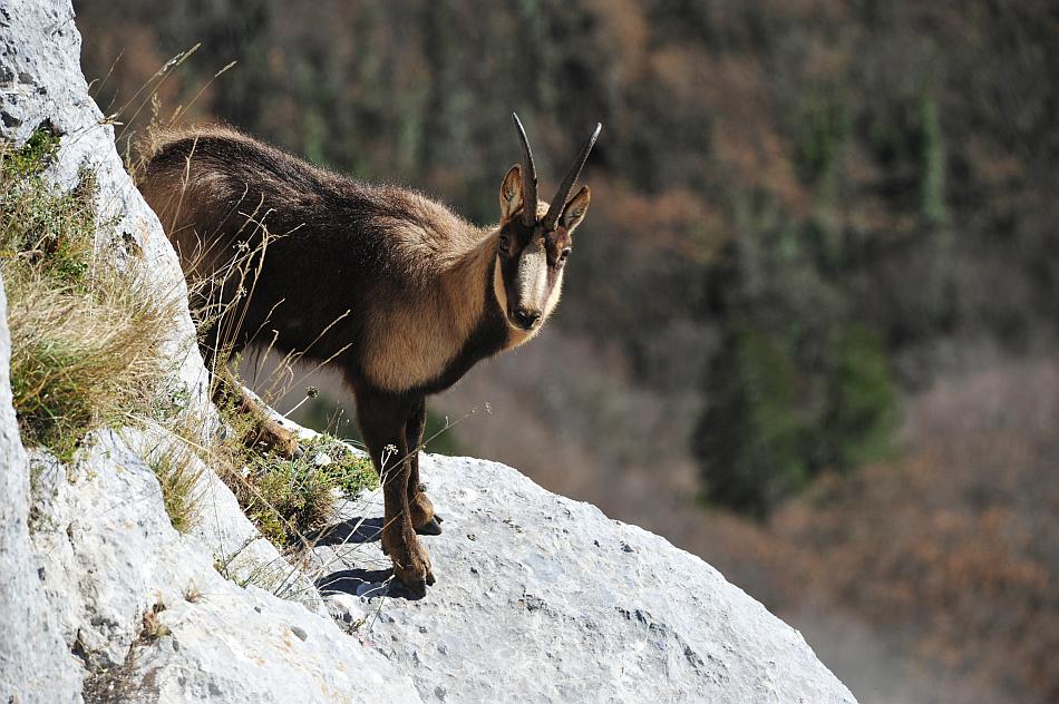 Camoscio d''Abruzzo Rupicapra pyrenaica ornata