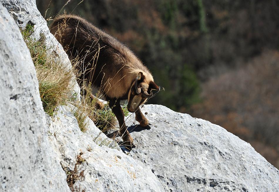 Camoscio d''Abruzzo Rupicapra pyrenaica ornata