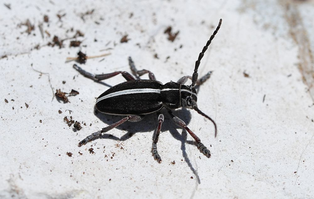 Dorcadion etruscum