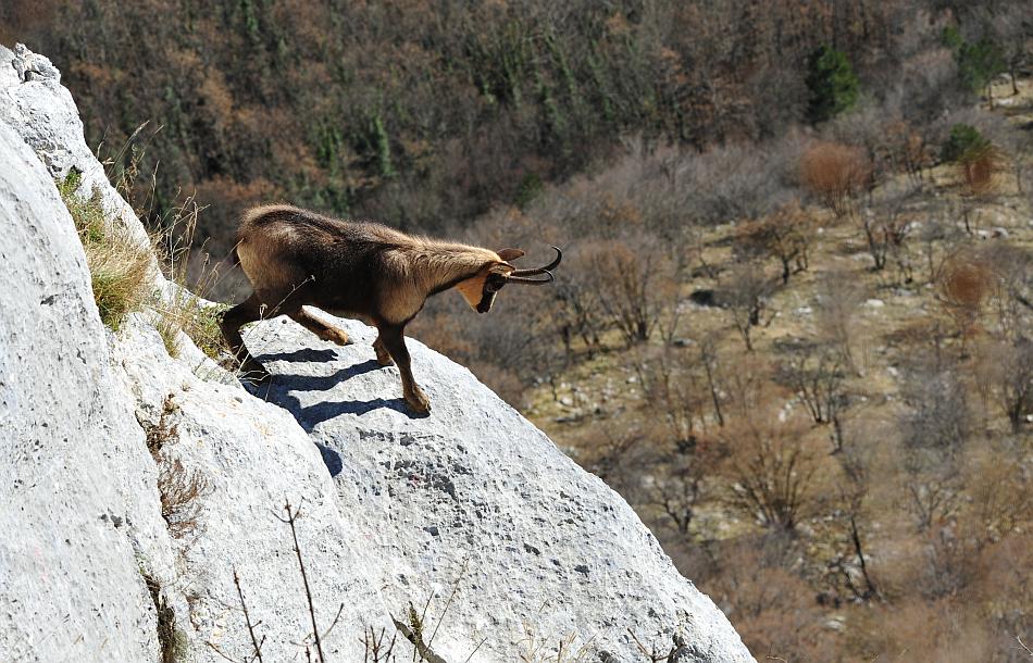 Camoscio d''Abruzzo Rupicapra pyrenaica ornata