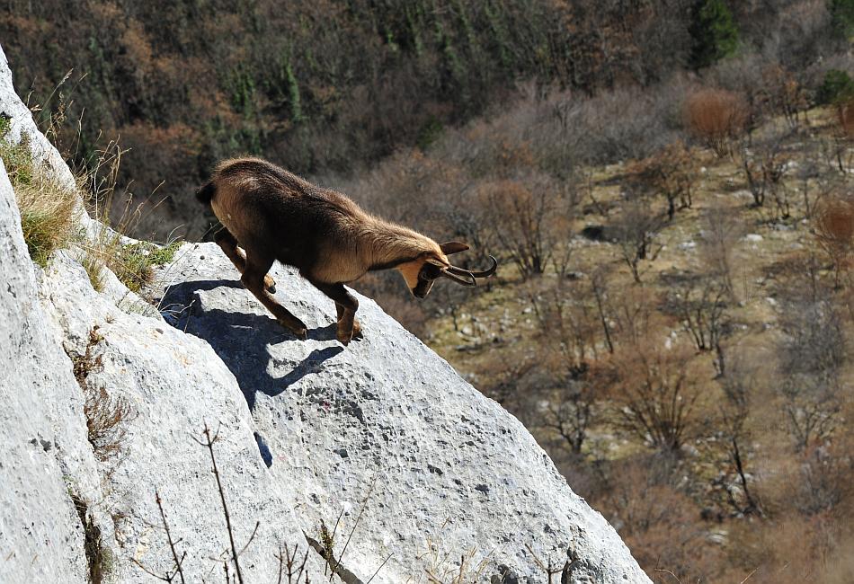 Camoscio d''Abruzzo Rupicapra pyrenaica ornata