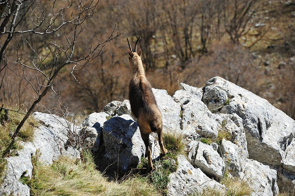 Camoscio d''Abruzzo Rupicapra pyrenaica ornata