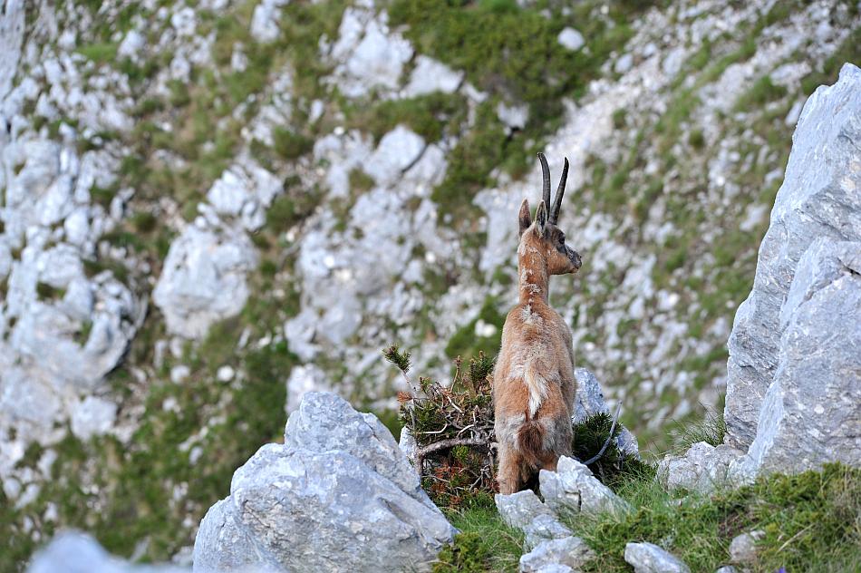 Camoscio d''Abruzzo Rupicapra pyrenaica ornata
