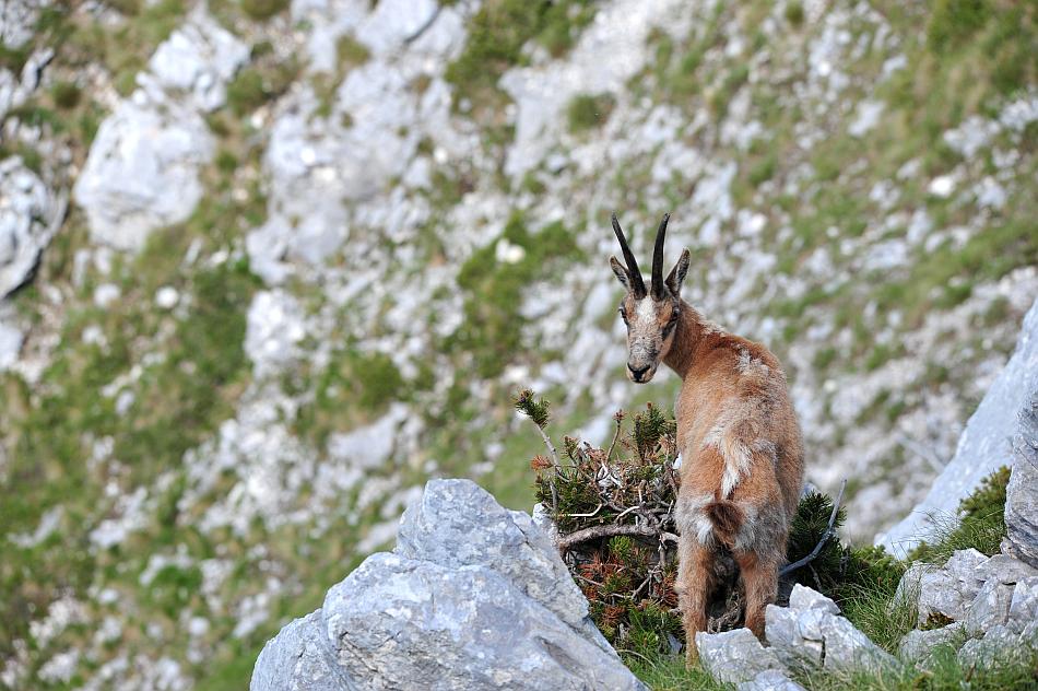 Camoscio d''Abruzzo Rupicapra pyrenaica ornata