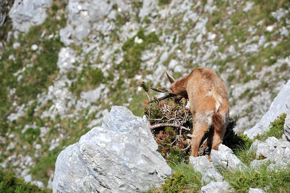 Camoscio d''Abruzzo Rupicapra pyrenaica ornata