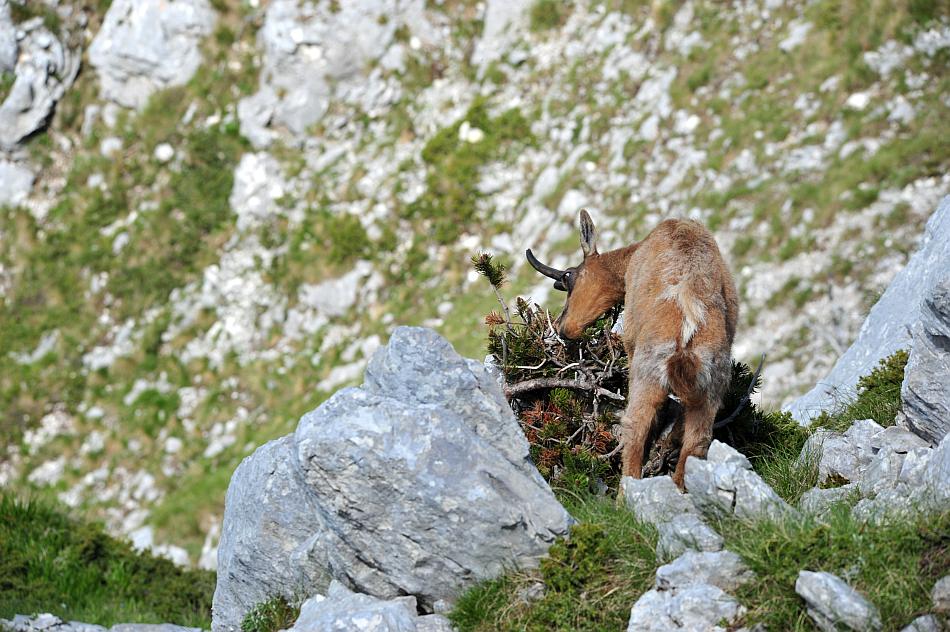 Camoscio d''Abruzzo Rupicapra pyrenaica ornata