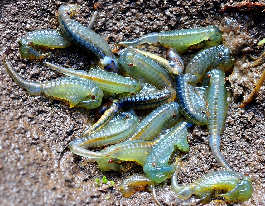 Chirocephalus gr. diaphanus di Civitella Alfedena  (PNALM)