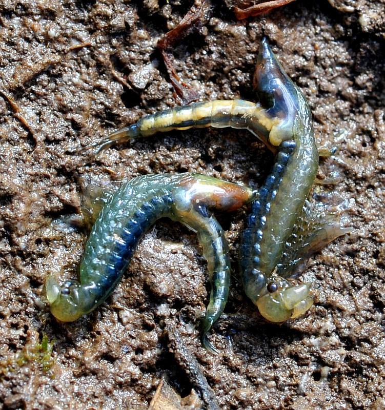 Chirocephalus gr. diaphanus di Civitella Alfedena  (PNALM)