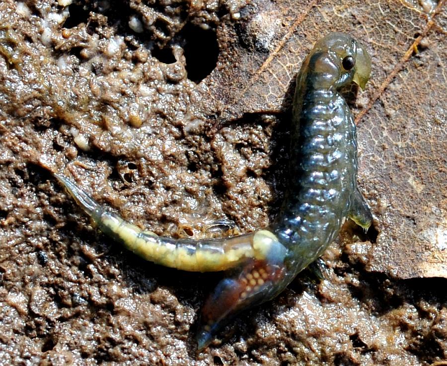 Chirocephalus gr. diaphanus di Civitella Alfedena  (PNALM)
