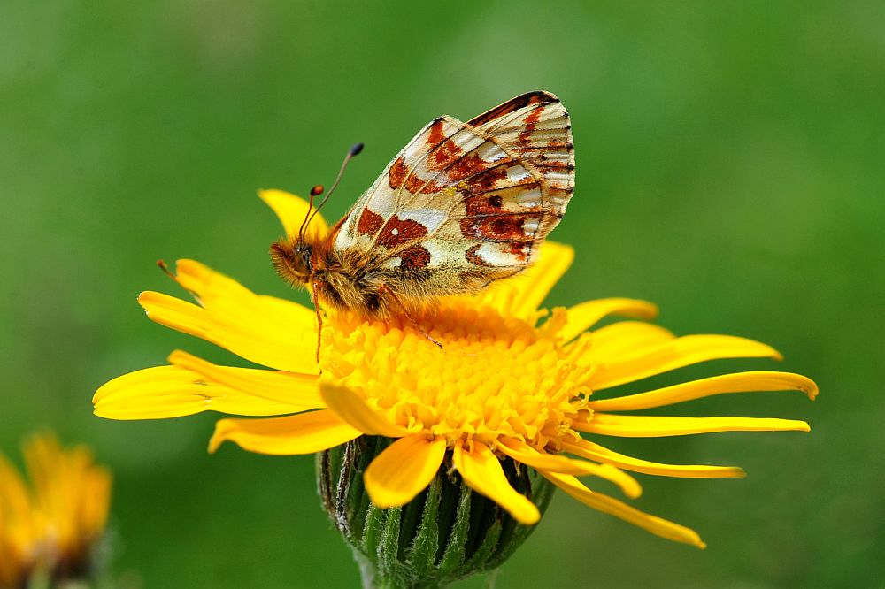Melitaea varia - No, Boloria pales