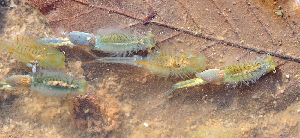 Chirocephalus gr. diaphanus di Civitella Alfedena  (PNALM)