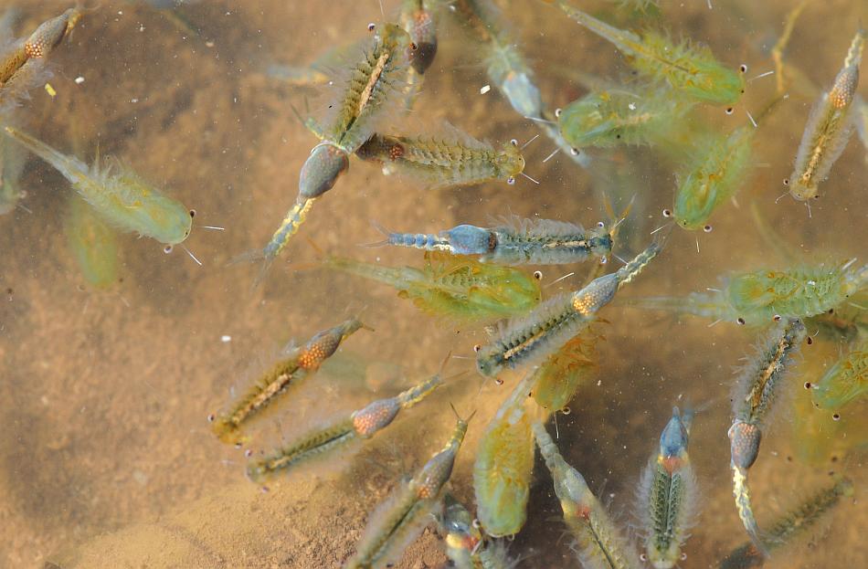 Chirocephalus gr. diaphanus di Civitella Alfedena  (PNALM)