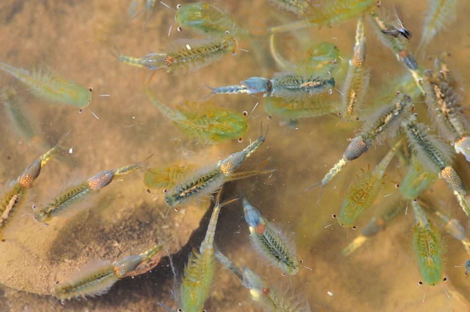 Chirocephalus gr. diaphanus di Civitella Alfedena  (PNALM)