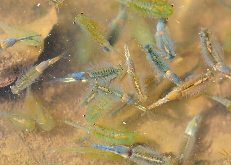 Chirocephalus gr. diaphanus di Civitella Alfedena  (PNALM)