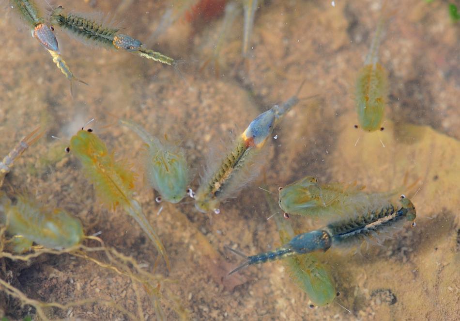Chirocephalus gr. diaphanus di Civitella Alfedena  (PNALM)