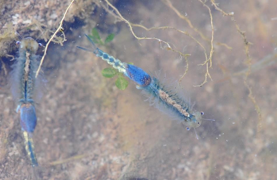 Chirocephalus gr. diaphanus di Civitella Alfedena  (PNALM)