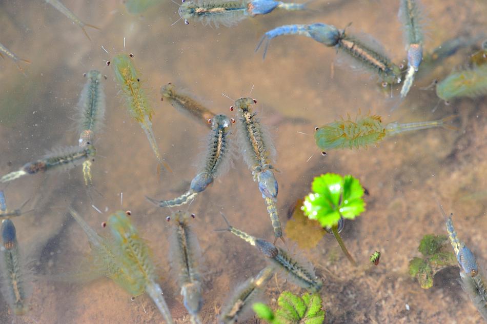 Chirocephalus gr. diaphanus di Civitella Alfedena  (PNALM)