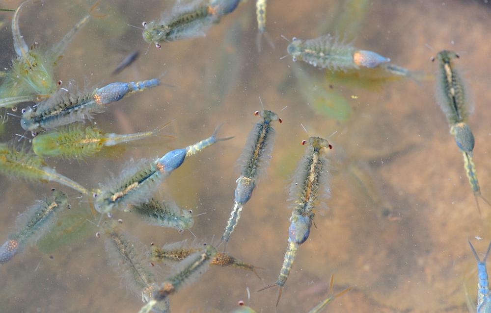 Chirocephalus gr. diaphanus di Civitella Alfedena  (PNALM)