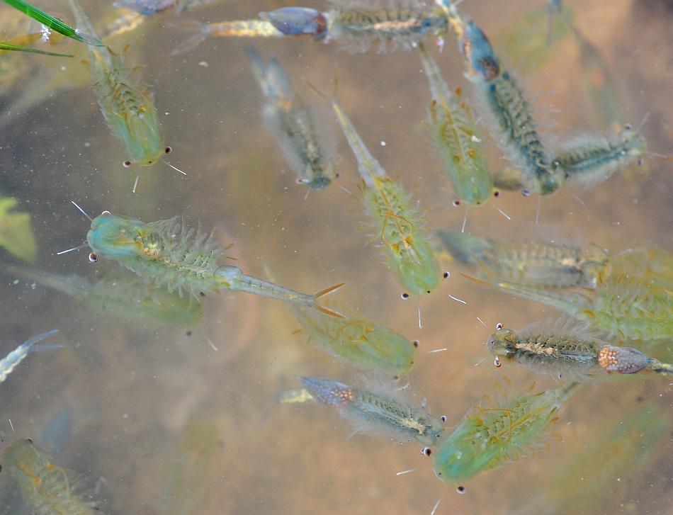 Chirocephalus gr. diaphanus di Civitella Alfedena  (PNALM)