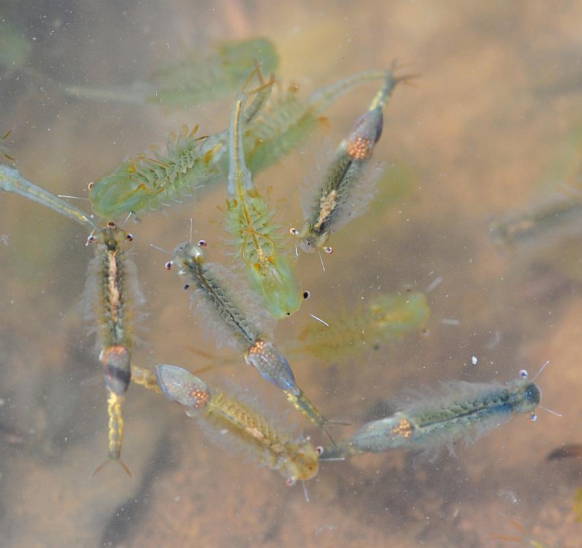 Chirocephalus gr. diaphanus di Civitella Alfedena  (PNALM)