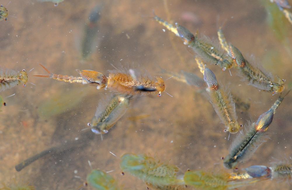 Chirocephalus gr. diaphanus di Civitella Alfedena  (PNALM)