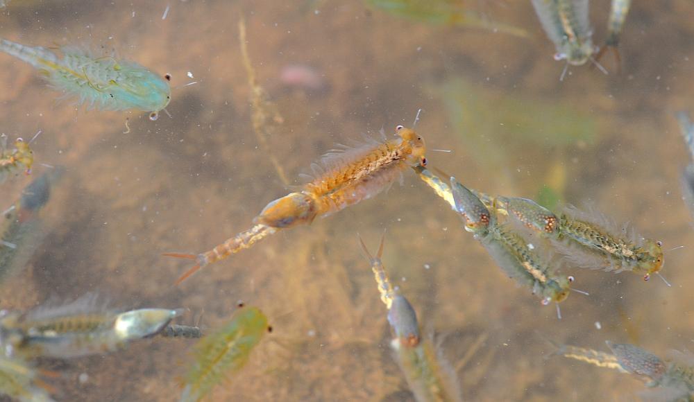 Chirocephalus gr. diaphanus di Civitella Alfedena  (PNALM)