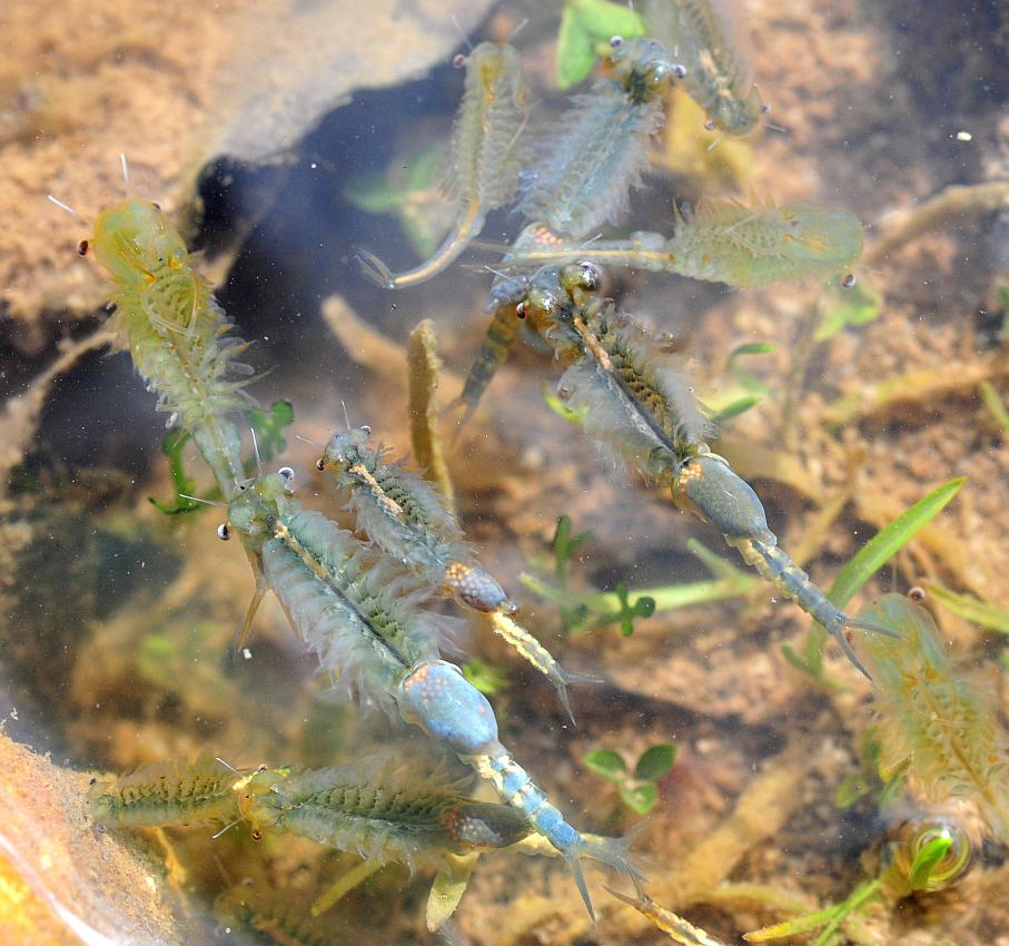 Chirocephalus gr. diaphanus di Civitella Alfedena  (PNALM)