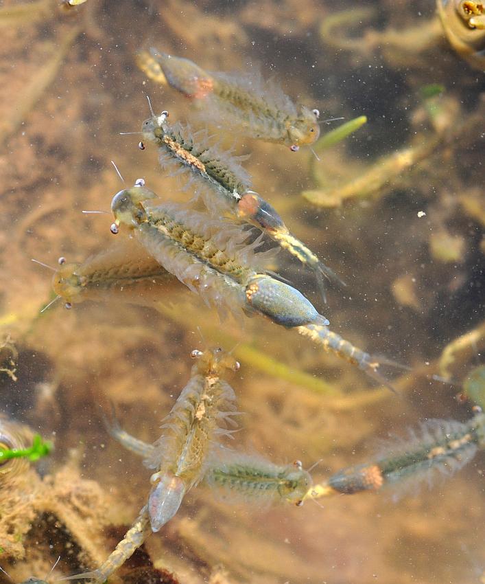 Chirocephalus gr. diaphanus di Civitella Alfedena  (PNALM)