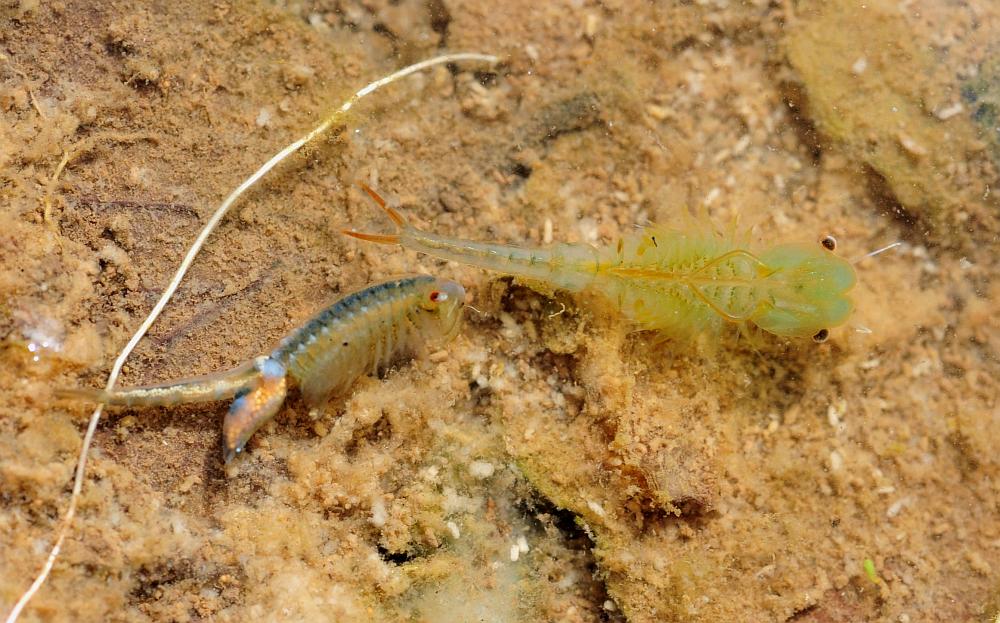 Chirocephalus gr. diaphanus di Civitella Alfedena  (PNALM)