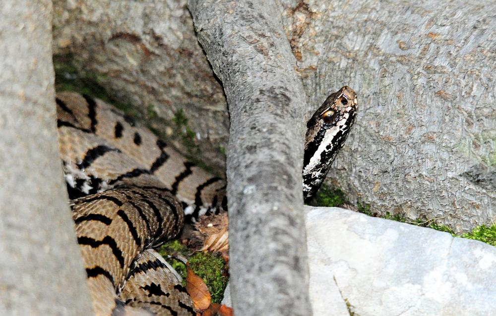 Vipera aspis francisciredi