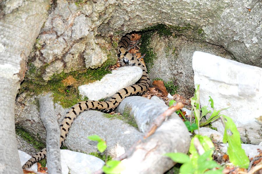 Vipera aspis francisciredi