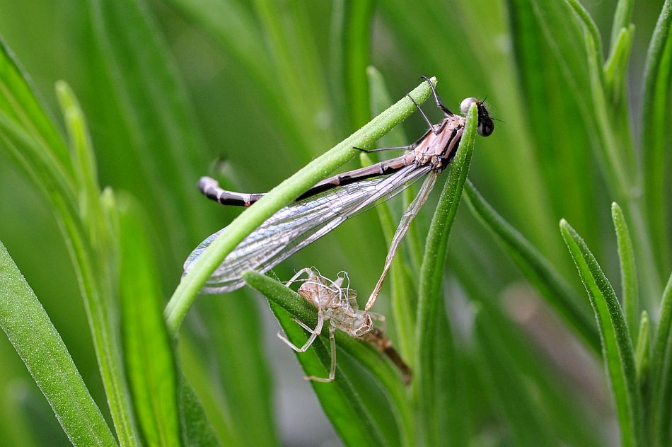 Sfarfallamento libellula