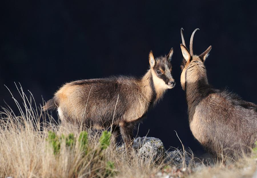 Camoscio d''Abruzzo Rupicapra pyrenaica ornata