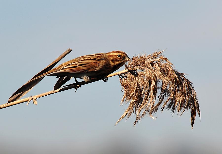 Migliarino di palude?