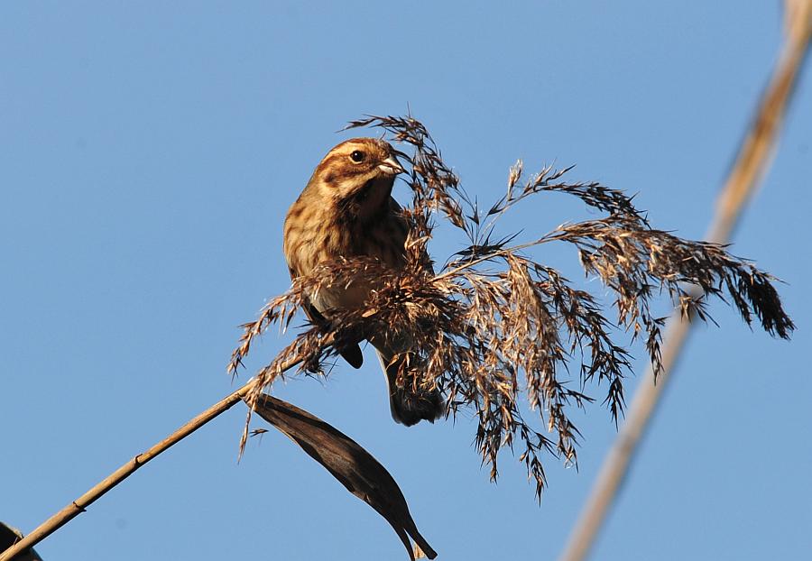 Migliarino di palude?