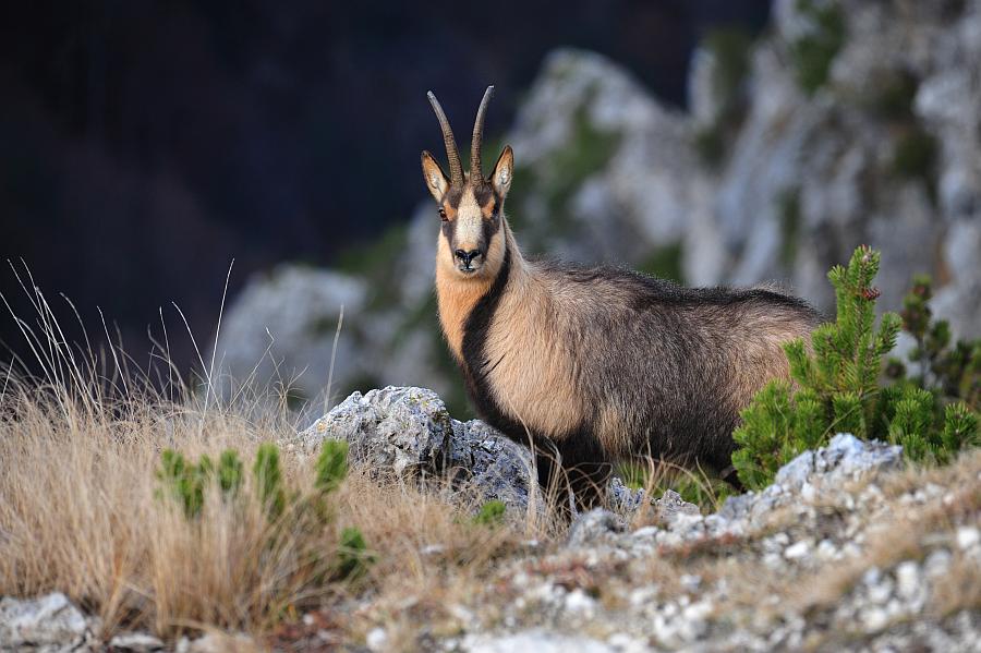 Camoscio d''Abruzzo Rupicapra pyrenaica ornata
