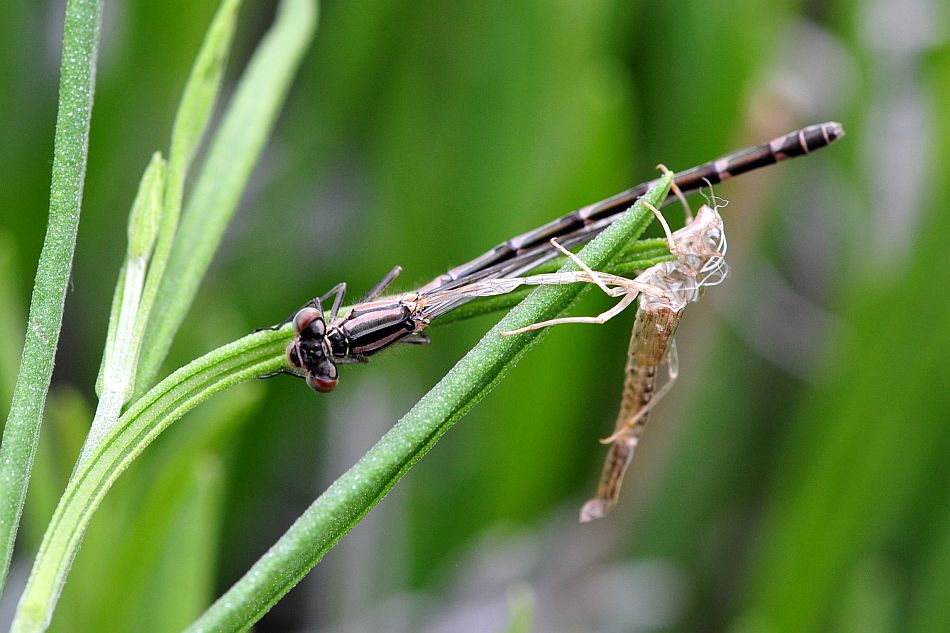 Sfarfallamento libellula