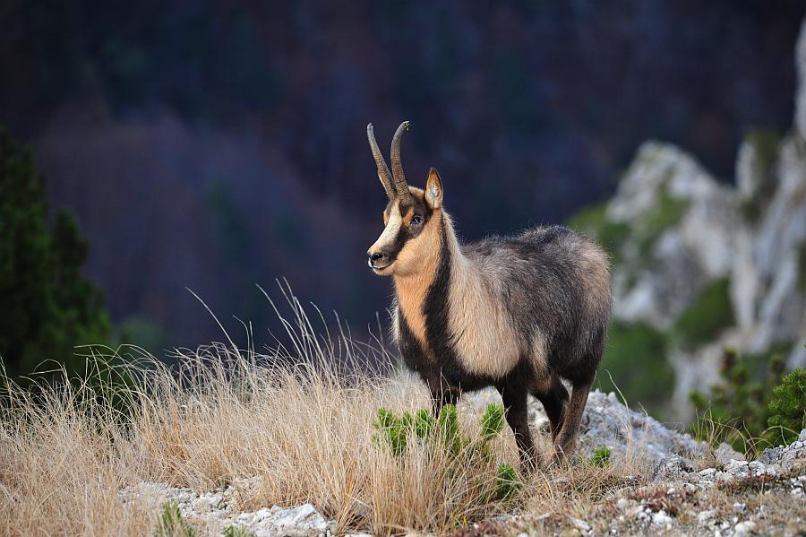 Camoscio d''Abruzzo Rupicapra pyrenaica ornata