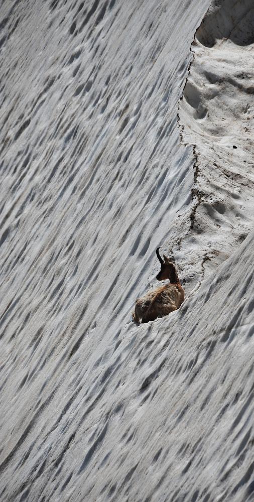 Camoscio d''Abruzzo Rupicapra pyrenaica ornata