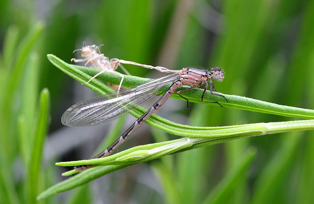 Sfarfallamento libellula
