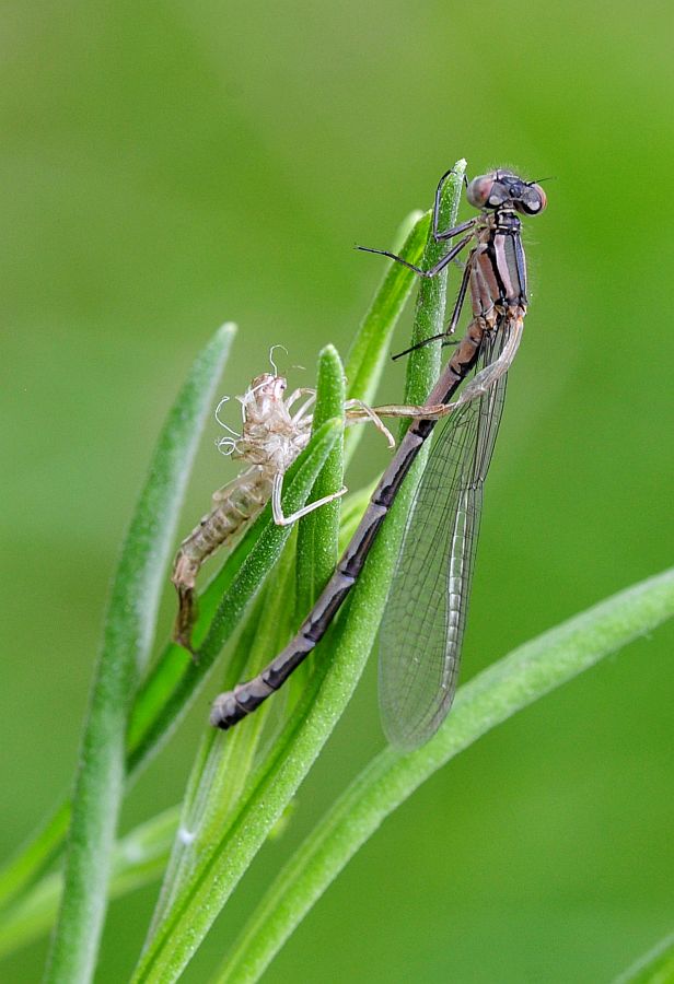 Sfarfallamento libellula